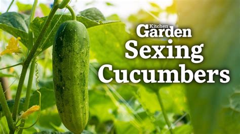 Porn With Cucumber Xxx Vegetarian Sex Netu And Hubby.